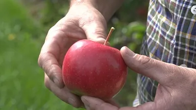 Nadzienia owocowe więcej owoców, mniej dodatków